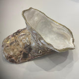 Double Sided Carlingford Oyster Shells