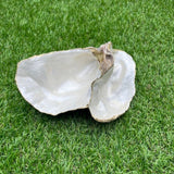 Double Sided Carlingford Oyster Shells